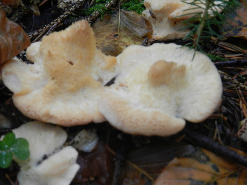 ritrovamenti del 27 ottobre bosco misto prevalenza larice
